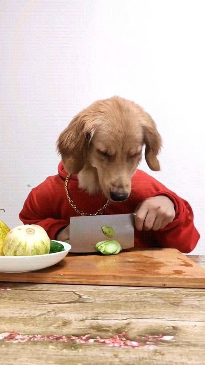 狗头人身的狗头先生来了