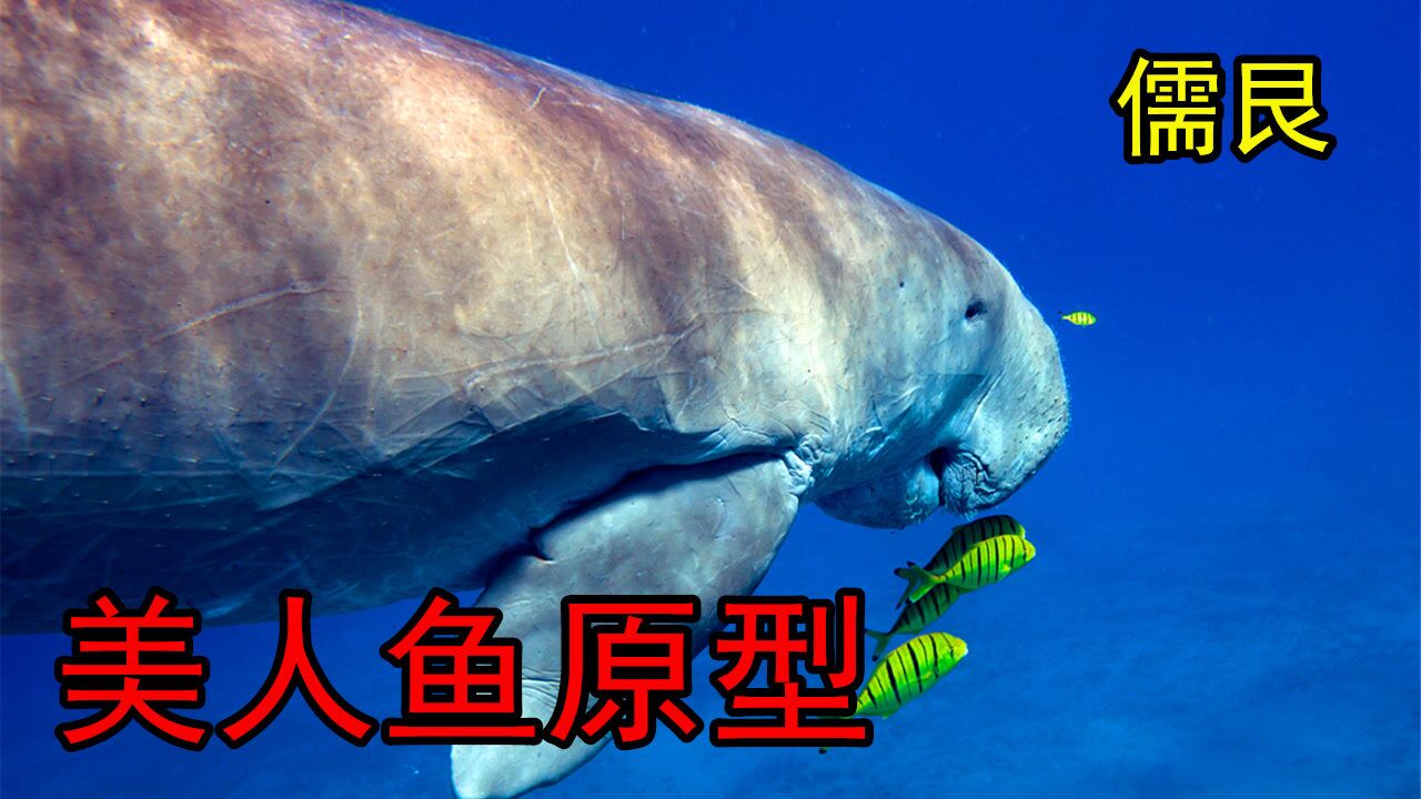 儒艮海牛的近亲因身材曼妙常被误认为美人鱼