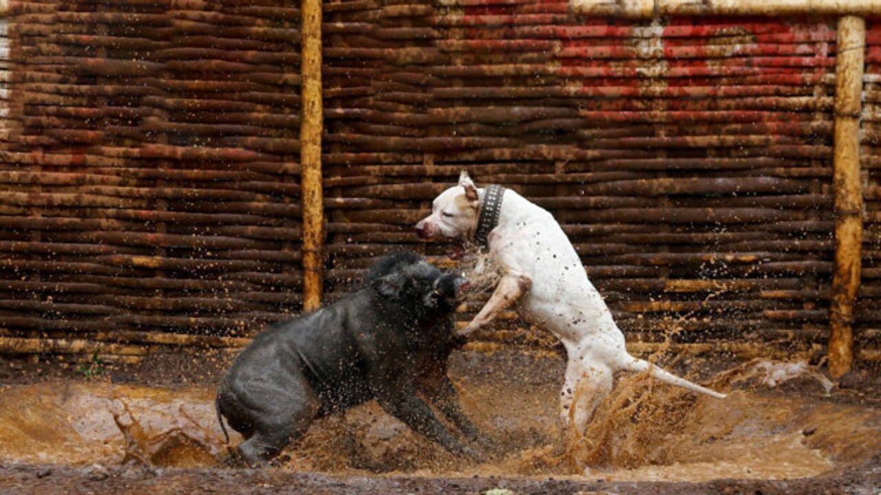比特犬自称狗界最强霸气挑战野猪结果被虐的怀疑狗生