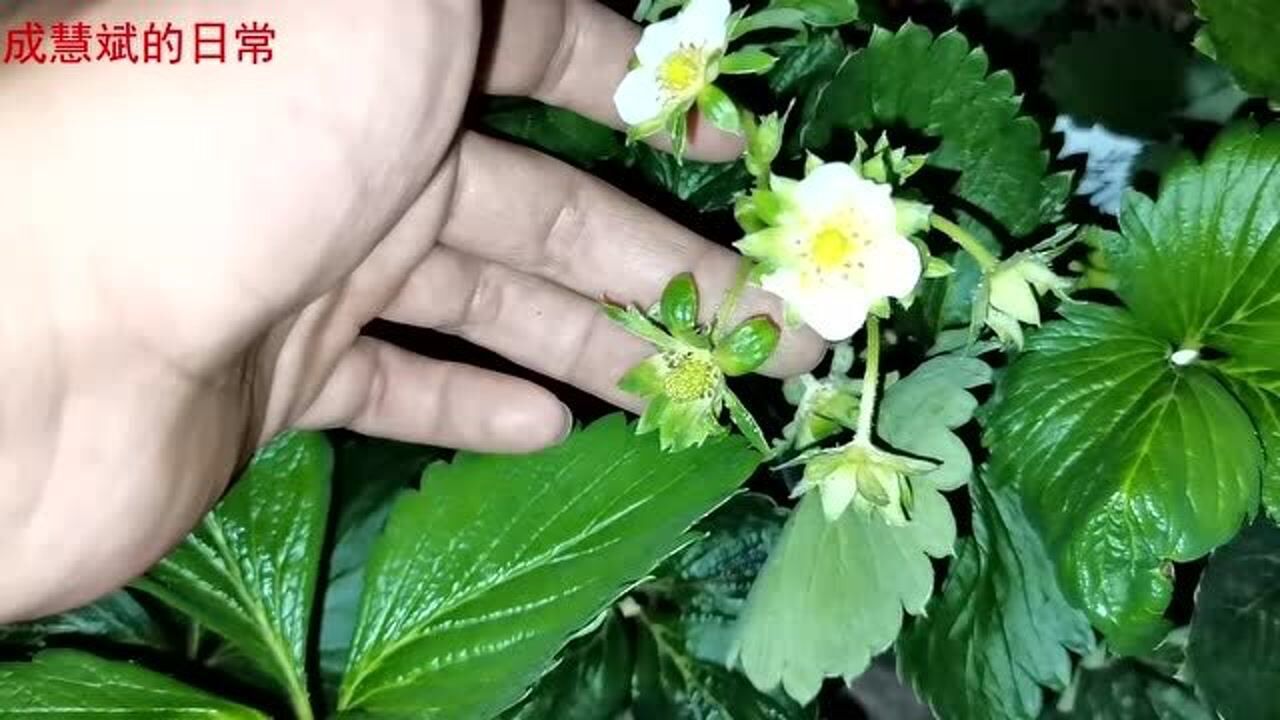 種植草莓 秋天花果第15天 聽說草莓分株多了大苗可能變弱