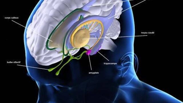 医学双语课程:基底节的3D解剖学@医视频