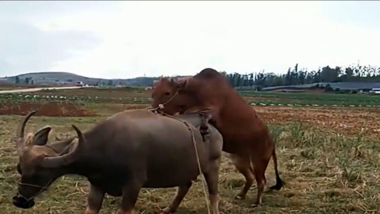 跟黑色的母牛相亲的黄色公牛未如愿两头牛的身高悬殊太大感觉不太合适