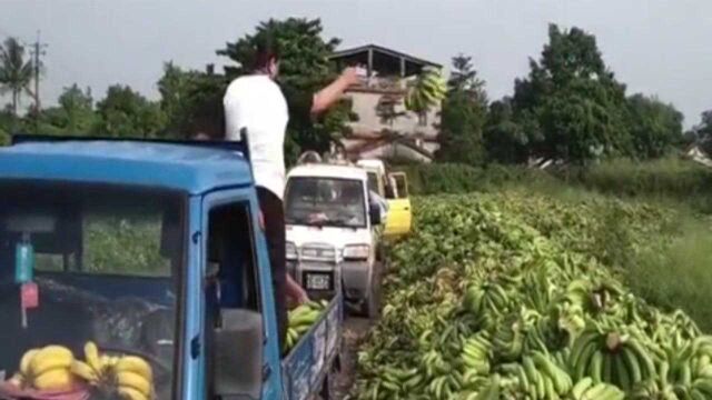 台湾香蕉大丰收价格大跌 农民忍痛整车整车丢弃田边