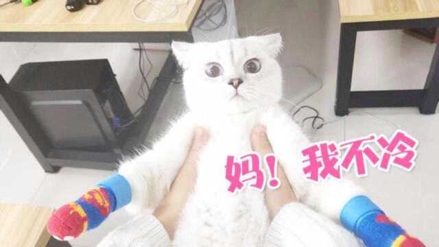 超萌!天冷了给猫主子穿袜子,猫咪的步伐有点霸气