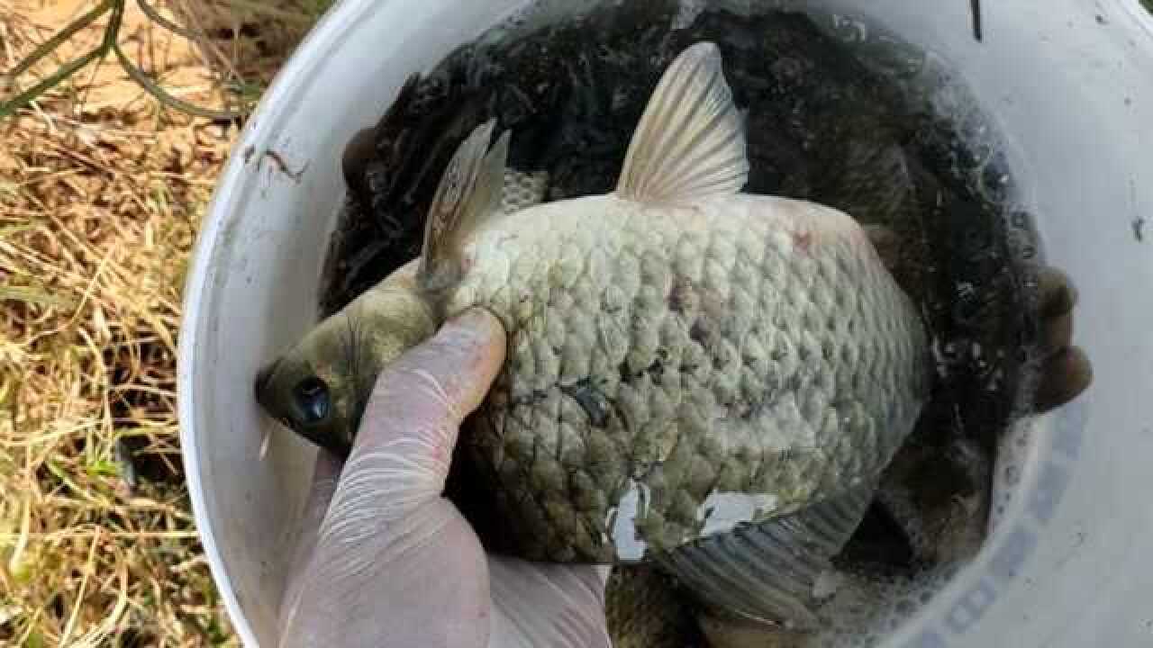 河边钓鲫鱼,钓获一斤多的大板鲫