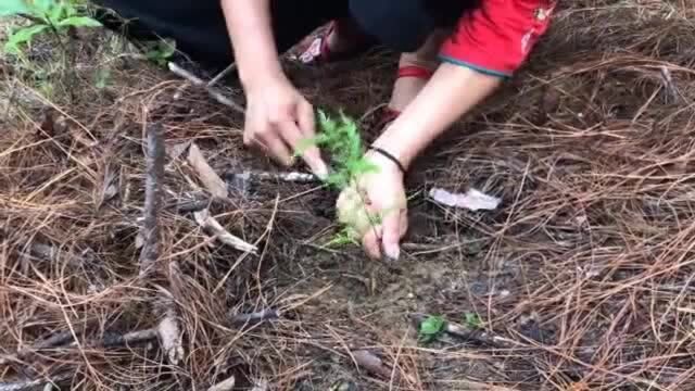 这种树价值连城,活着都能着火,好的一棵能卖上万,你见过吗