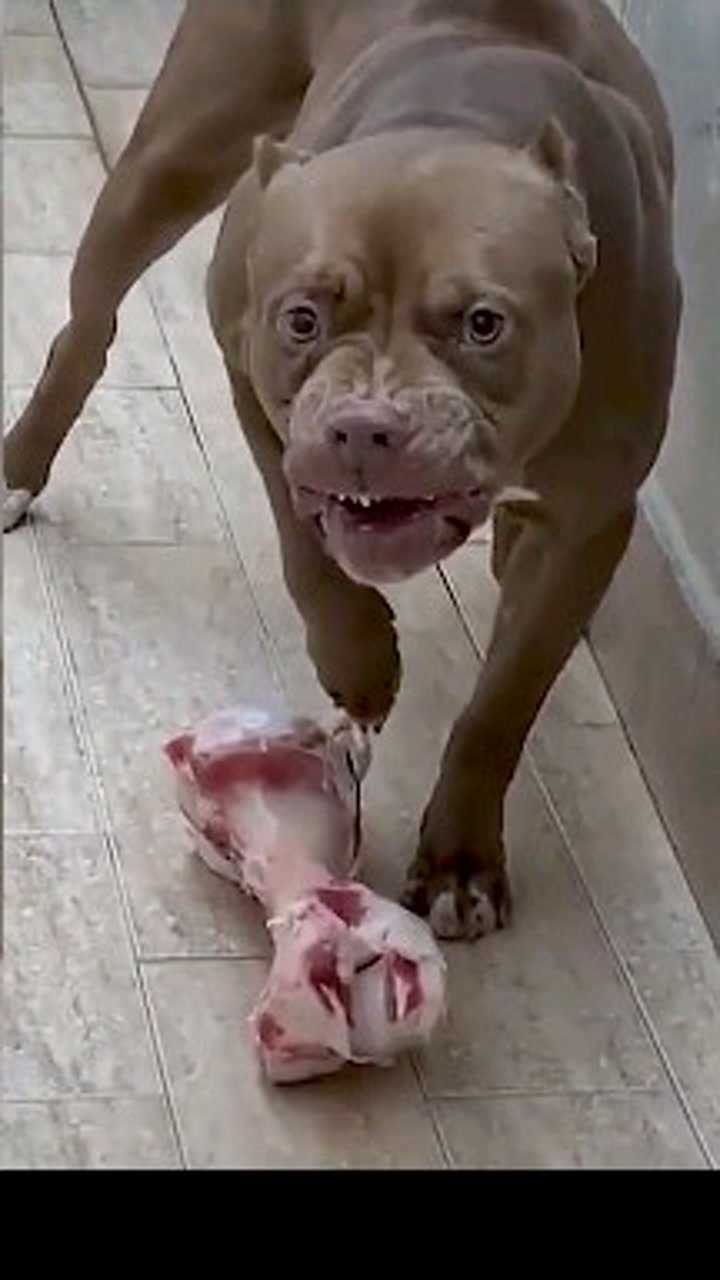 这狗护食发出的声音听了让人感到害怕