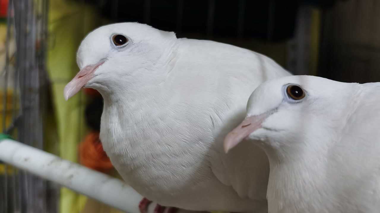 斑鸠‖白斑鸠开启了震动模式 胆小的魔术鸽分分钟吓成鸟