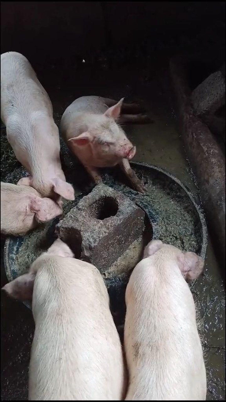 小猪仔吃着吃着就睡着了