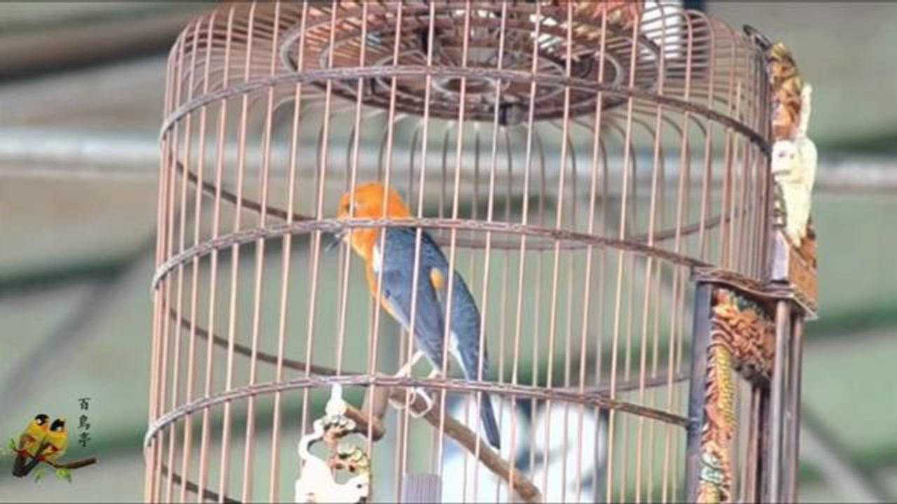 印尼鸟市上一只醉叫的橙头地鸫,鸟漂亮笼子有特色