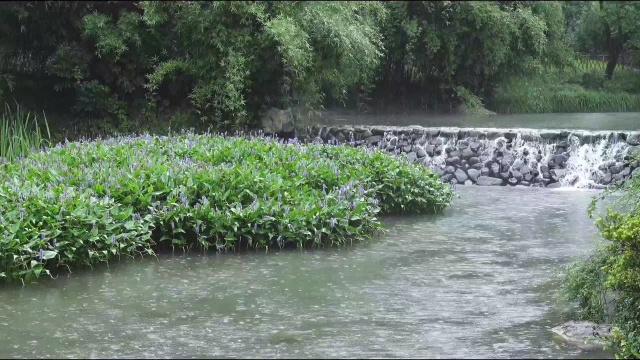 雨静烟波淼, 林深气自清, 绿盘轻溅处, 飘渺胜纶音.——雨中的杭州乌龟潭,