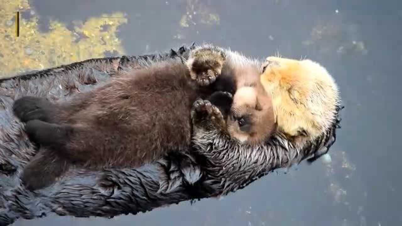 太温馨了小水獭躺在妈妈的怀抱里在水面漂浮