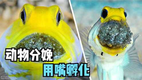 8个令人难以置信的动物分娩方式，你见过在嘴里孵化的鱼吗？