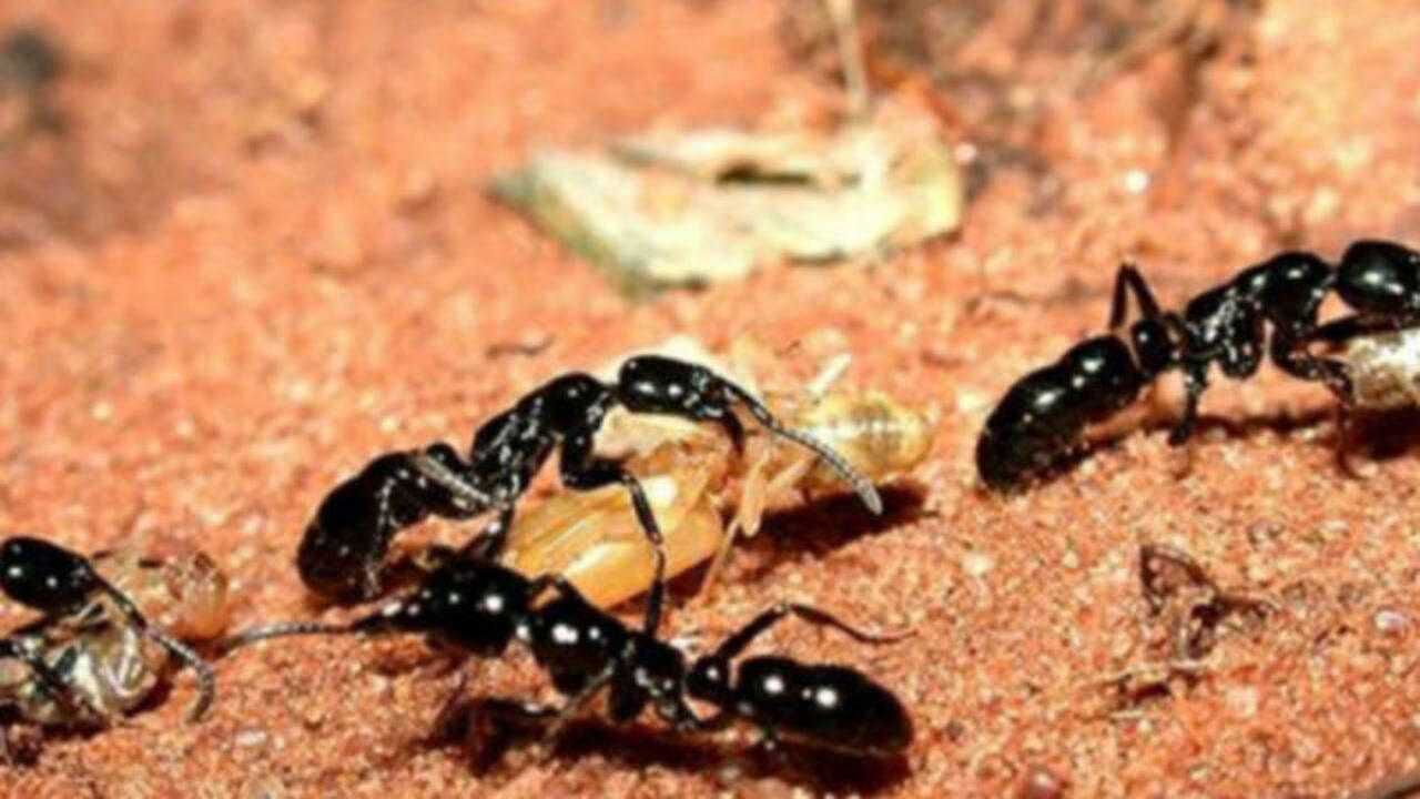 有一种昆虫足够凶猛,敢于挑战人类,它就是马塔贝勒蚂蚁!
