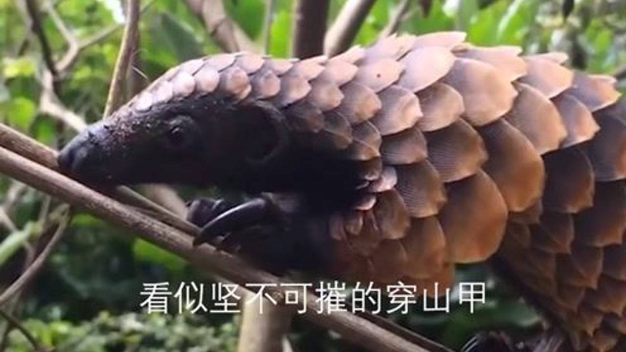可爱的动物,性格温顺的穿山甲_腾讯视频