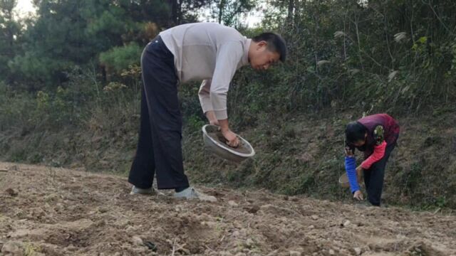 油菜种植技巧:挖地、整平、下种、施肥一应俱全,讲解很详细哦