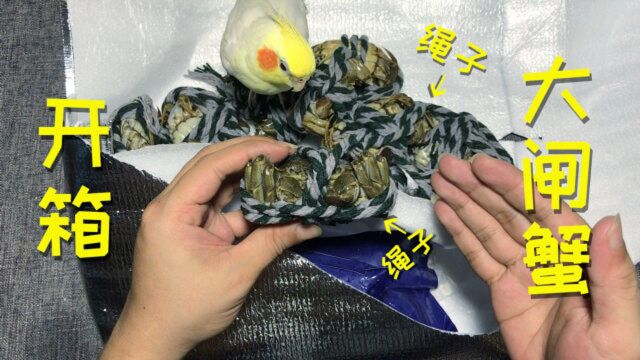 网购开箱“大闸蟹”10只,虽然收到是活的,但是绳子也太粗了吧!