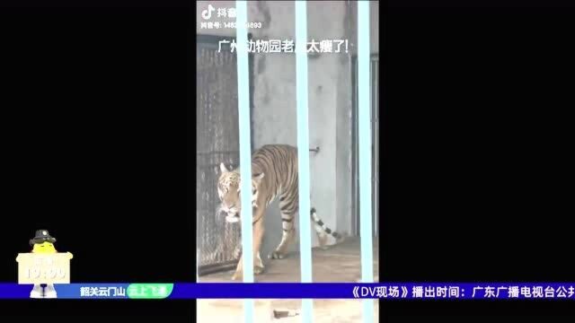 街坊报料:广州动物园老虎“比猫还瘦”