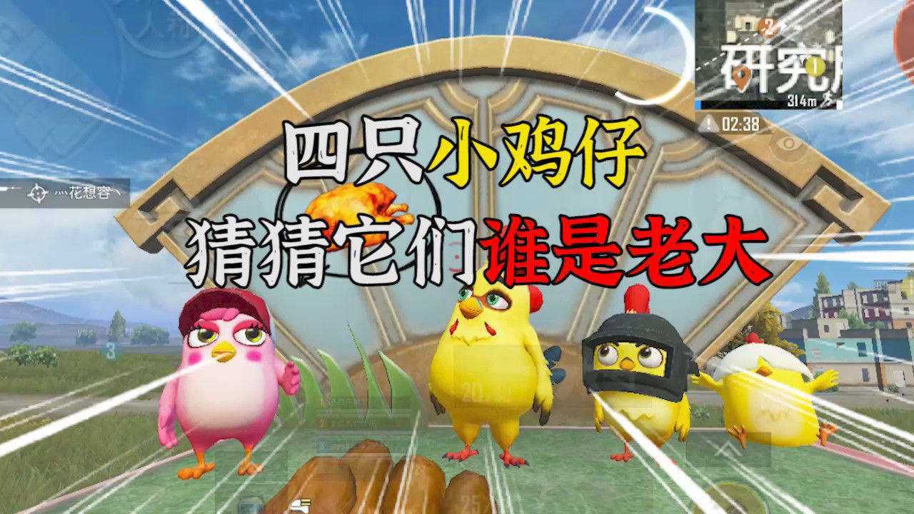 和平精英经典模式中更新出了四个小鸡仔大家猜一猜谁是老大