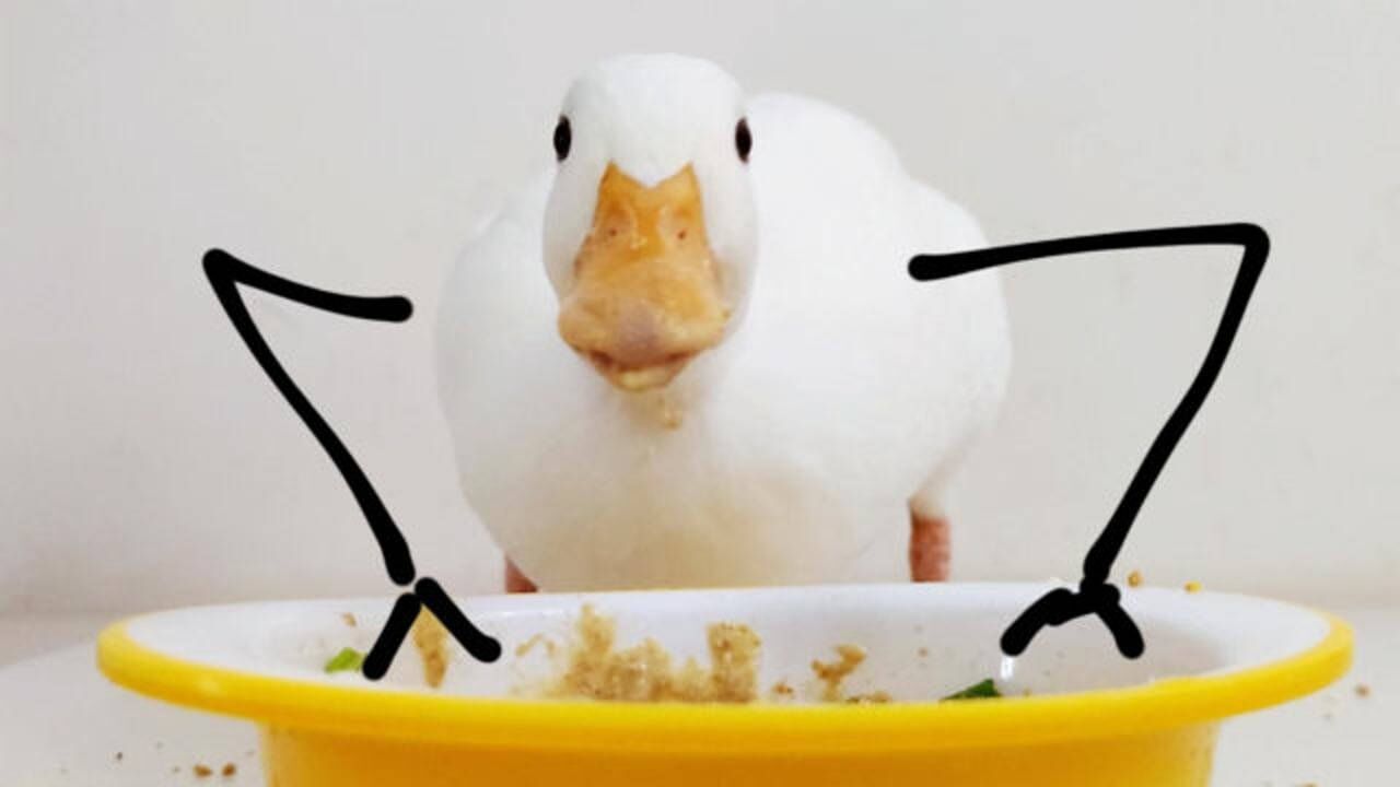 【柯尔鸭】家里鸭鸭第一次吃鸡蛋羹,上一秒还嫌弃,下一秒 -真香