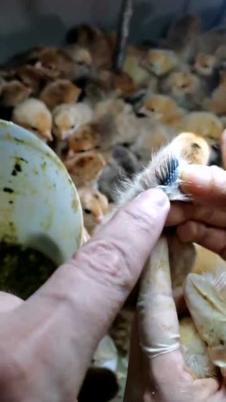 老师傅分享鉴别小鸡公母小技巧,只需要看羽毛,准确率还特别高!