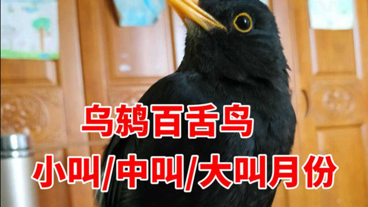 乌鸫什么时间大叫百舌鸟小叫中叫和大唱的叫声区别及鸣叫月份