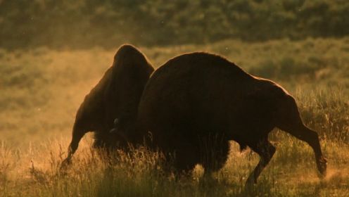 北美野牛为了繁殖后代的争夺异常激烈！终极代价居然是生命！