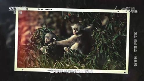 走进森林，探访中国稀有野生滇金丝猴的拍摄