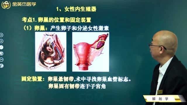 女性生殖系统:卵巢的位置及其固定装置看这里,卵巢的作用都有哪些?