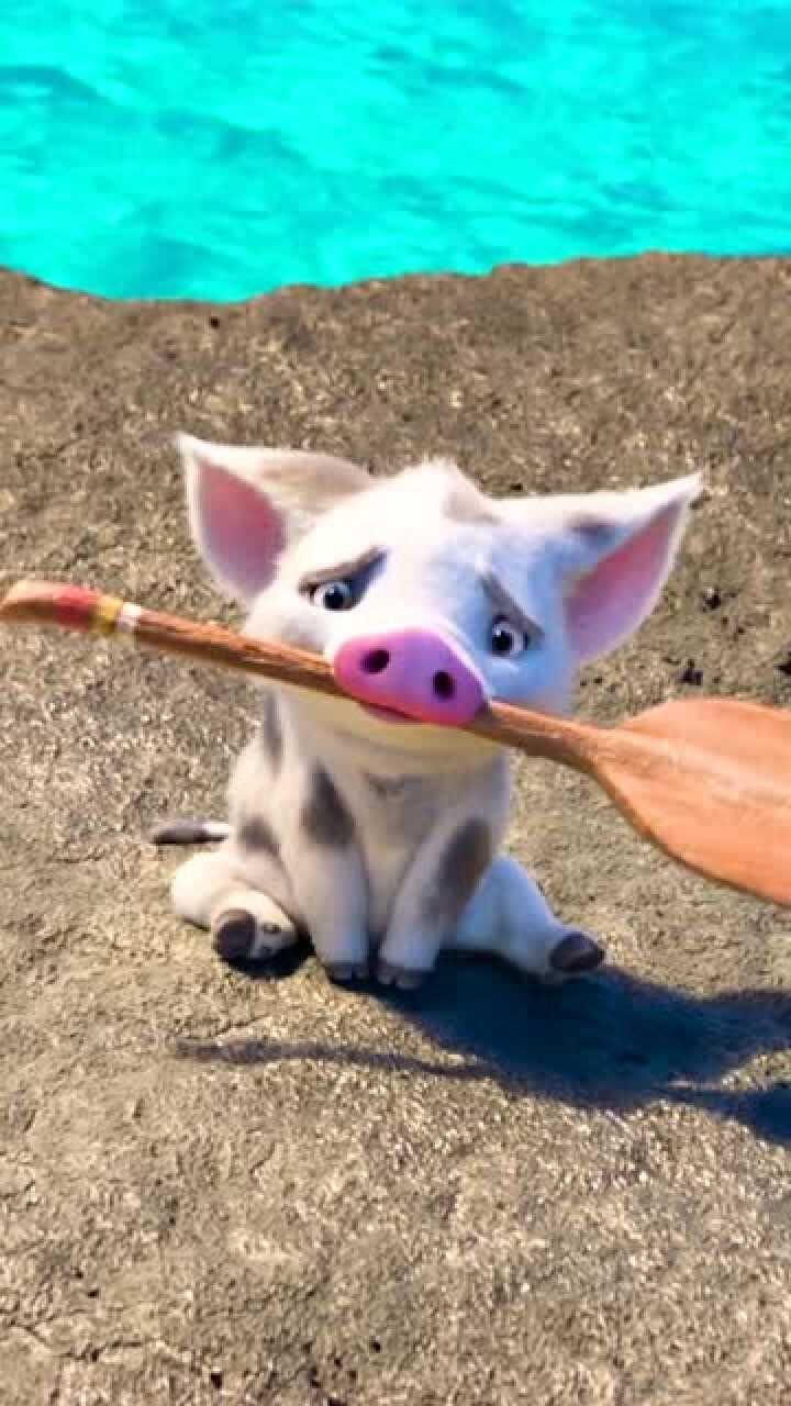 海洋奇缘一只可爱的小猪猪场面太治愈了