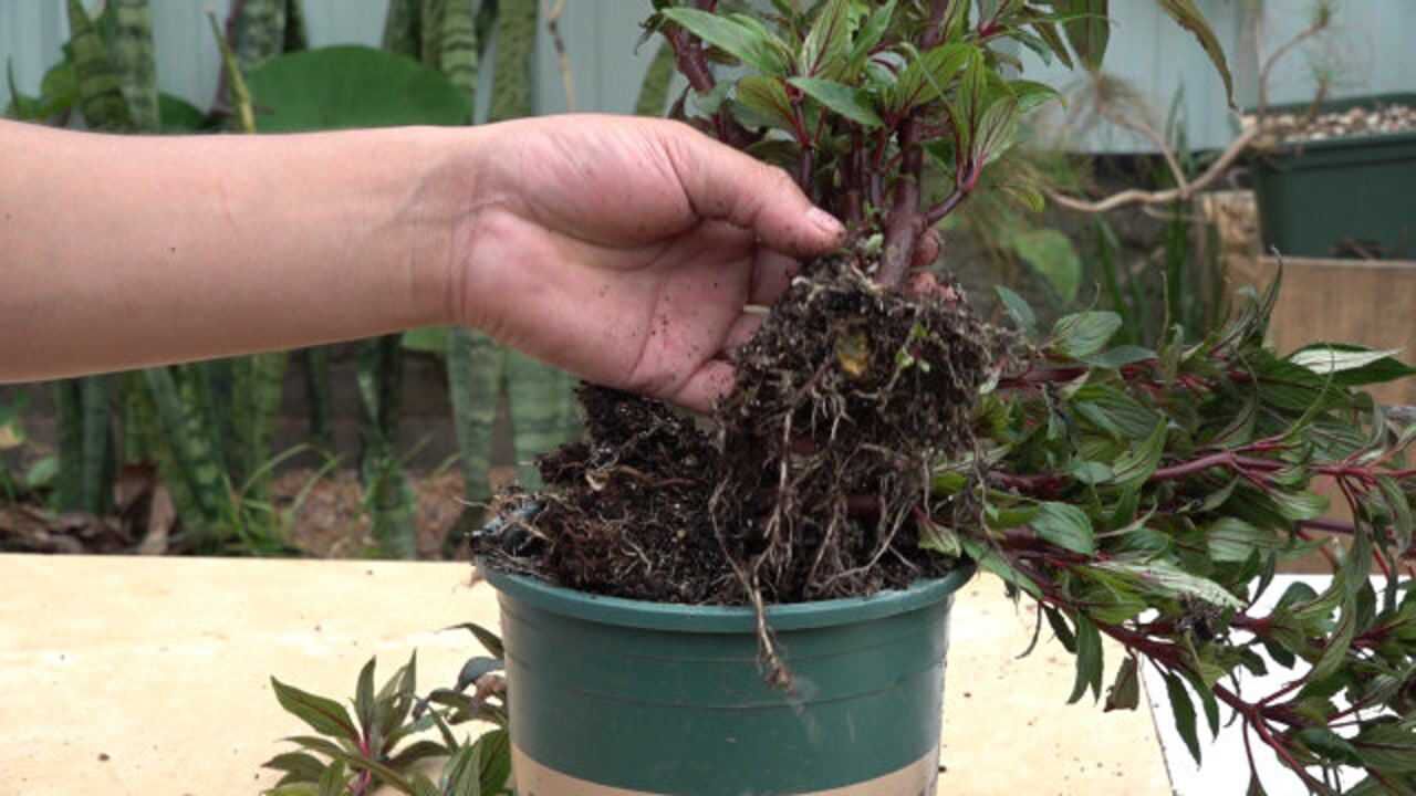 烂根的凤仙花,这样来拯救,存活概率料想也不会太低