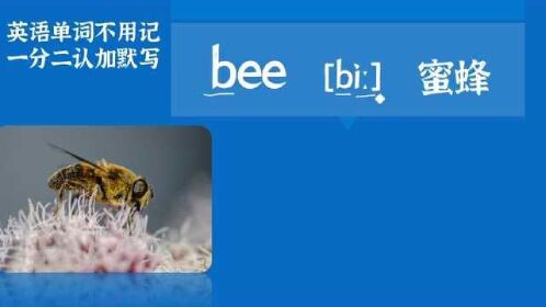 bee这个单词有意思,抓住特征秒记单词