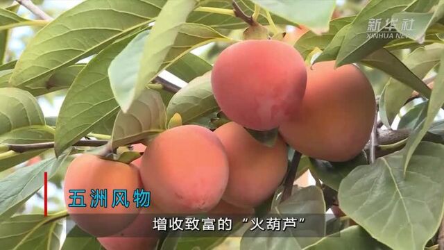 五洲风物 增收致富的“火葫芦”