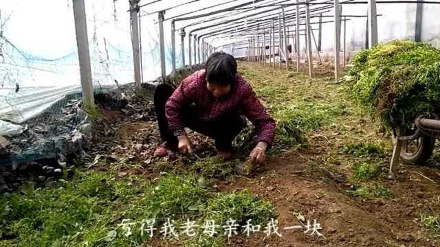 地里的杂草终于处理干净了,不打农药只能用手一点点拔,蔬菜吃起来更健康