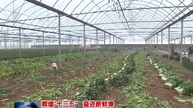 加快蔬菜基地建设 “菜篮子”产品供应充足