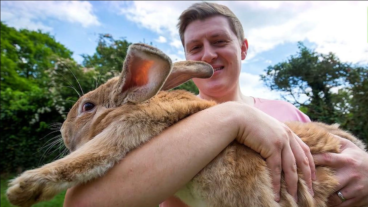 世界上最大的兔子,体长1.22米重45斤,网友:够全家吃了!