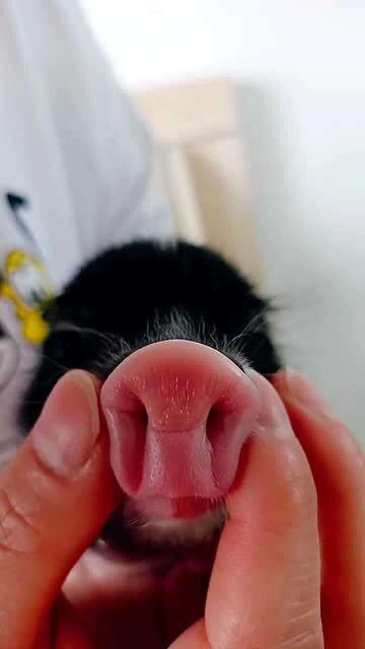 本猪的鼻子不是捏的你老是这么玩考虑过本猪的感受吗