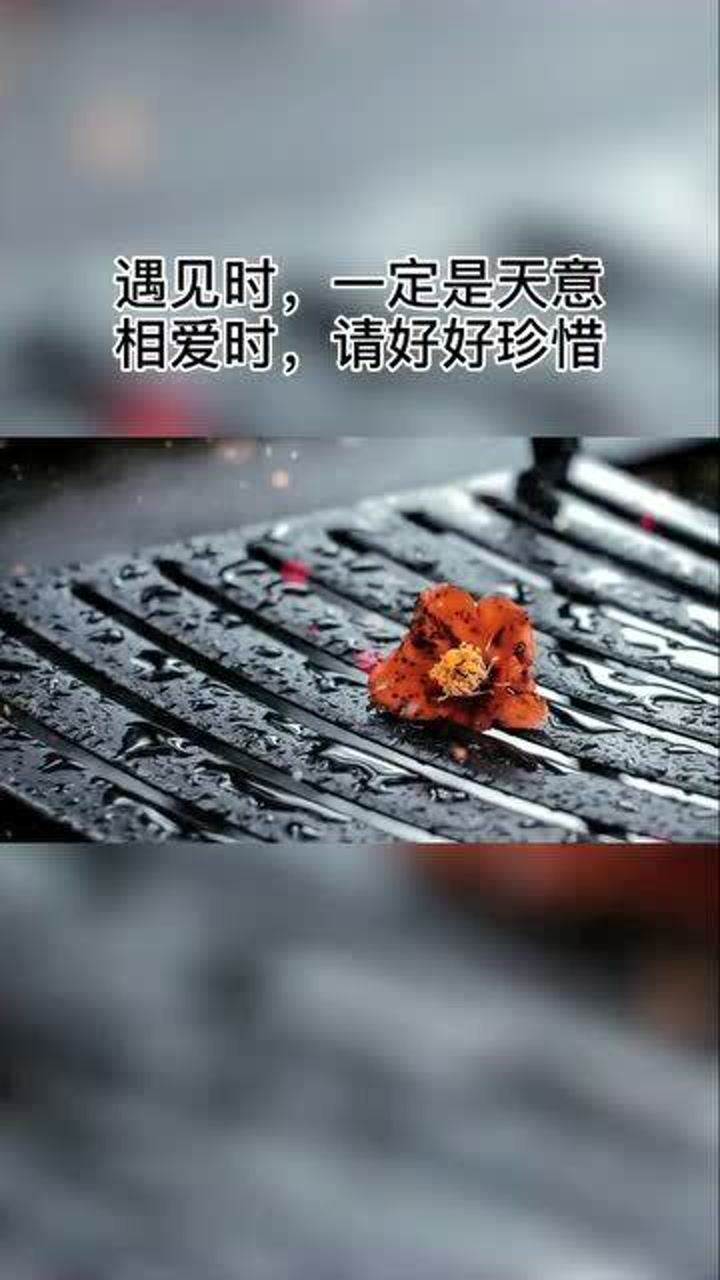 情感语录,遇见时,一定是天意,相爱时,请好好珍惜!