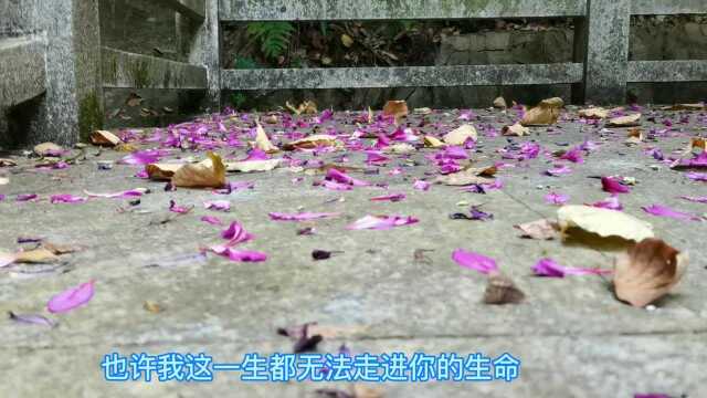 东莞长安森林公园,不是莲花山,也不是大岭山,知道的一定在长安呆了很多年