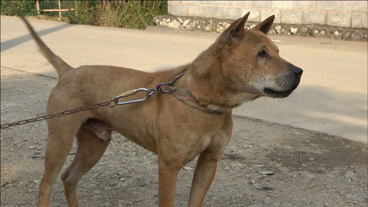 猎斗两用,师傅级别,中华田园犬品相一流