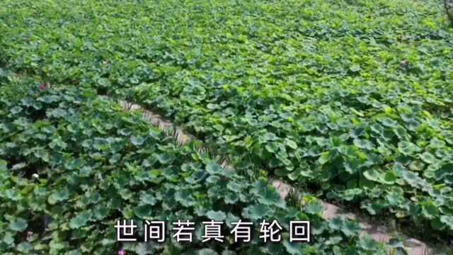 席慕容:今生相逢,总觉得有些前缘未尽