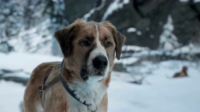 雪橇犬电影巴克图片