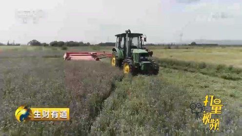 航拍全国最大紫花苜蓿种植基地开镰收割，农户喜获丰收
