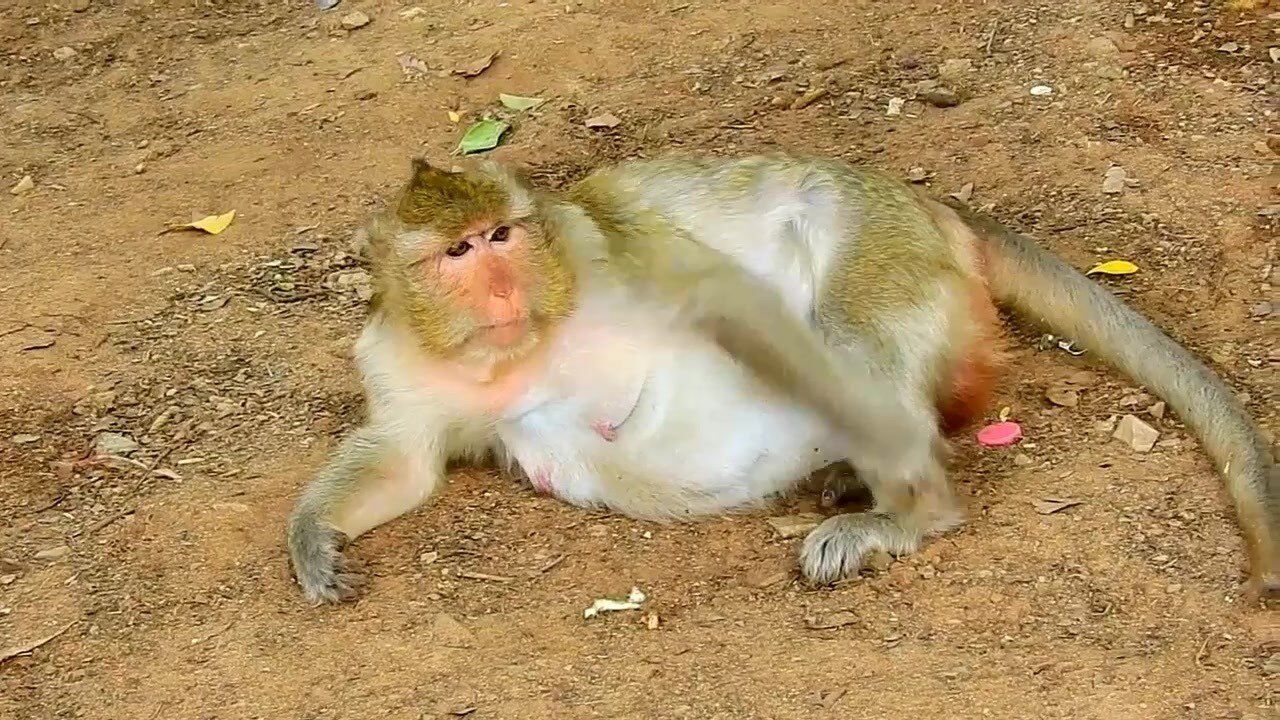 怀孕的母猴快要分娩了躺在地上无力行走