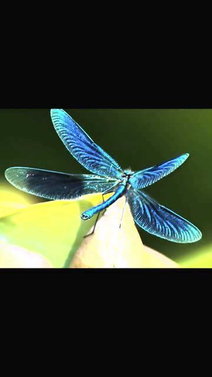 奇妙的动物,观察昆虫,漂亮的蓝蜻蜓