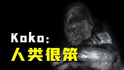 Koko的忠告多少人还记得？2020年已成过去，人类要反思的却太多！