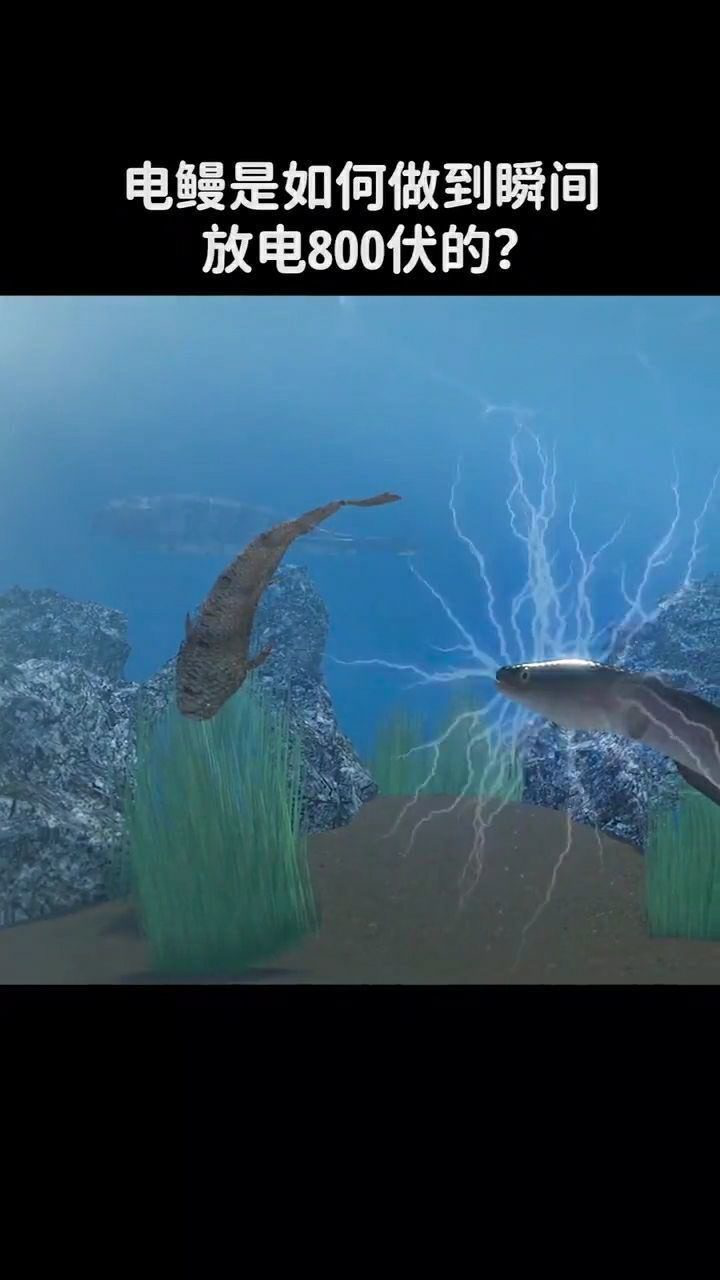 电鳗是如何做到瞬间放电800伏的