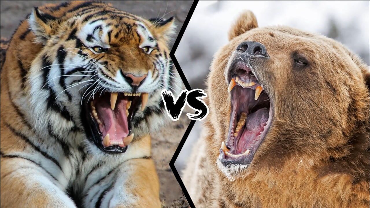 东北虎vs棕熊谁能取得胜利根据记载棕熊是老虎食谱