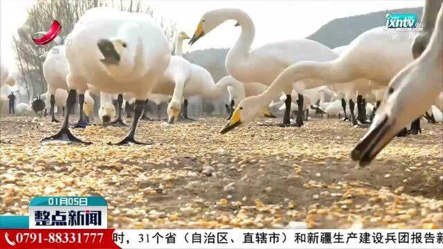 山西平陆:气温骤降 全力确保天鹅正常觅食