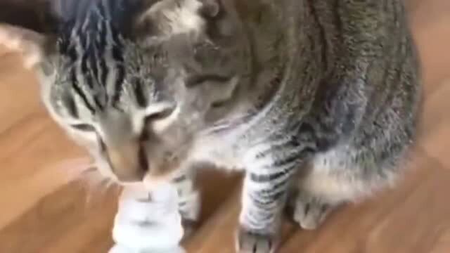 狸花猫:怎样?不允许小猫咪查存款吗